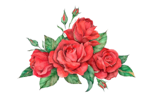 Rose png, Red rose flower illustration, Rose, Rose Red, flower, rose Order, Transparent Rose