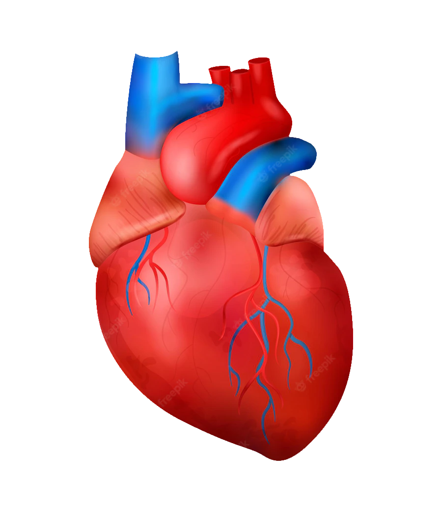 Realistic human heart anatomy, anatomical heart, human internal organs, human body organs, heart organ, healthy heart icon, heart care