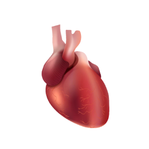 Human heart Vector Images png, Circulatory system, world heart day,  Human body, Heart, Heart Euclidean, heart, Human heart Anatomy