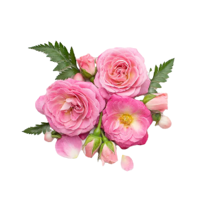 Valentine card design, valentine rose, rose from top view, rose bundle, happy valentine rose, pink rose valentine, valentine design element