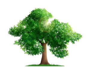 Forest tree png, nature trees png, nature forest tree, big tree png, forest tree transparent, vector forest tree, forest tree illustration, high resolution tree png image