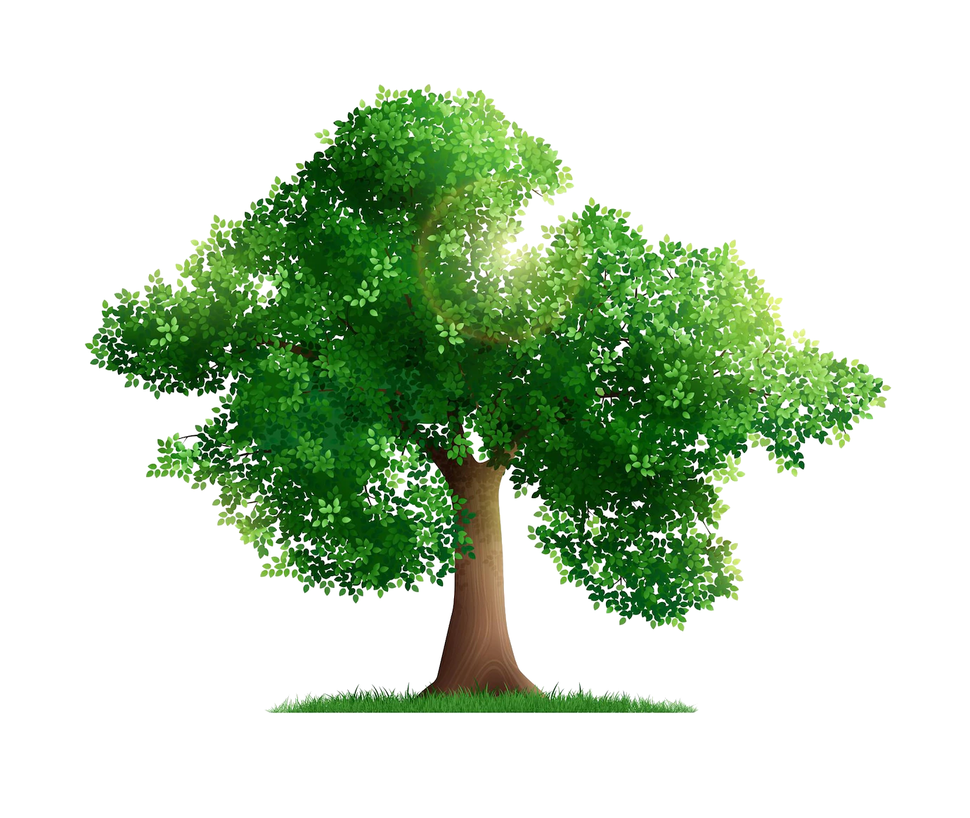 Forest tree png, nature trees png, nature forest tree, big tree png, forest tree transparent, vector forest tree, forest tree illustration, high resolution tree png image