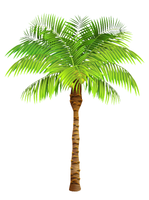 Palm tree png, palm tree png image, palm tree png cartoon, beach palm tree png, palm tree with transparent background, download palm tree png