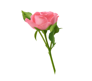 Pink rose petal png, pink rose png, flower rose petal, pink rose, valentine rose, rose order, flowers, rose day, rose plant