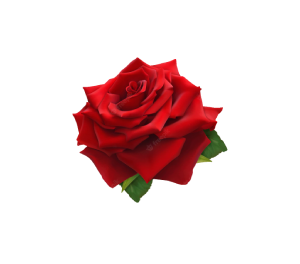 Rose petal png, red rose, flower Rose Petal, Red Rose, rose Order, flowers, rose day, rose plant, valentine rose