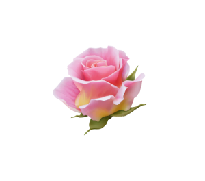 Pink rose png, pink flower, pink rose leaf, pink floral, pink rose plant, flower bloom, blossom flower, rose petals, valentine rose